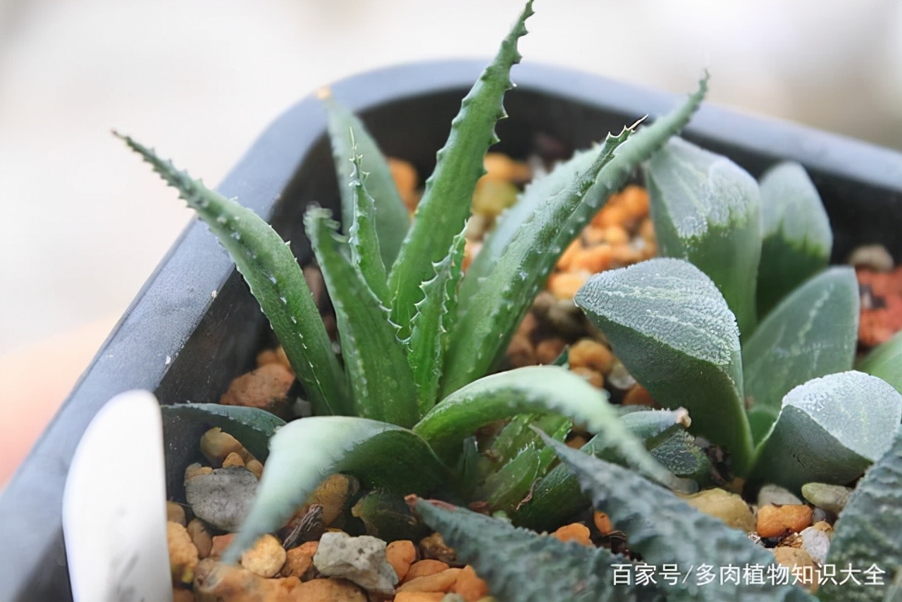 多肉条纹十二卷的养护方法,条纹十二卷多肉如何快速爆盆