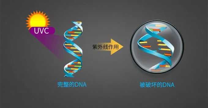 比起酒精、84消毒液，紫外线消毒器才是王牌