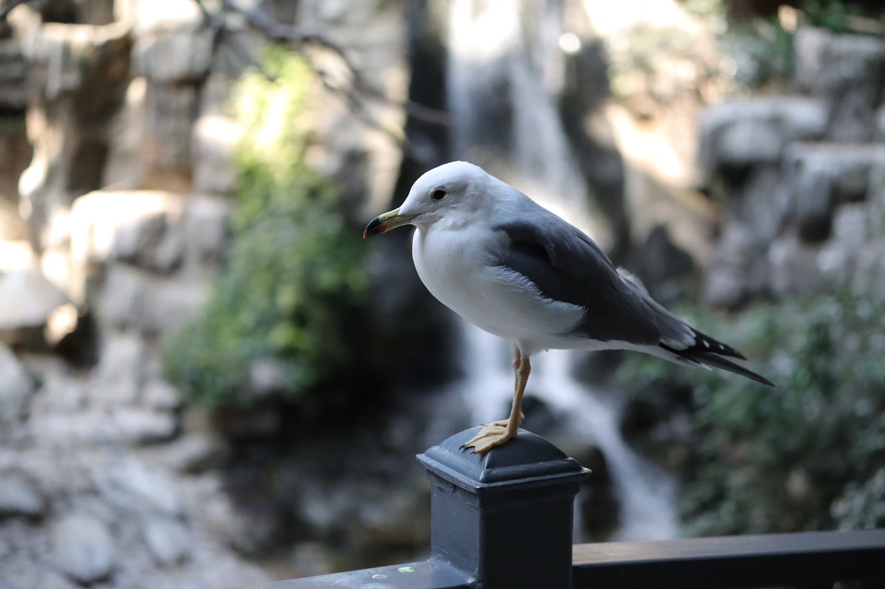 佳能apsc画幅eosr7已经开始测试了,eosm6markii教程