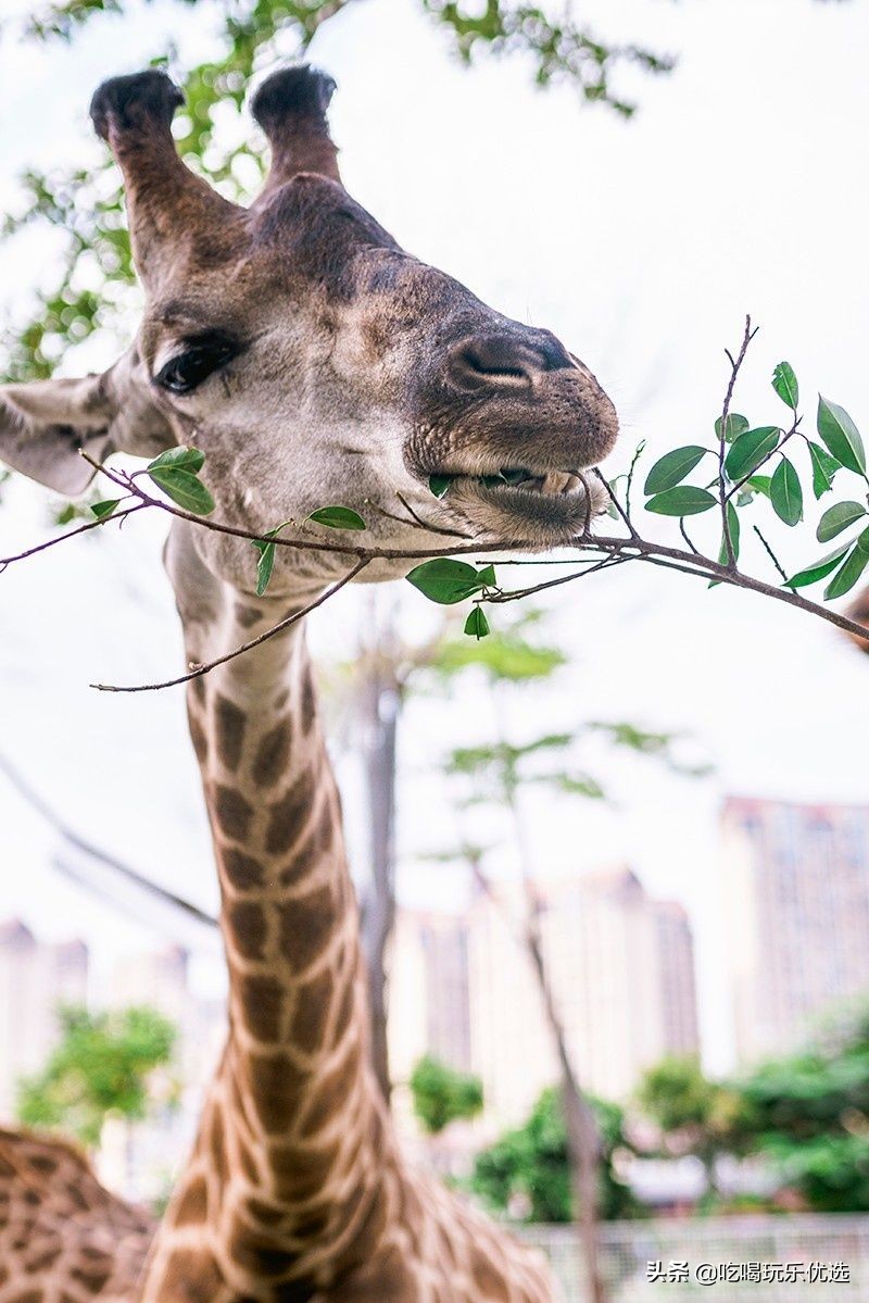 厦门灵玲动物王国大熊猫,厦门马戏团灵玲动物王国观光游览