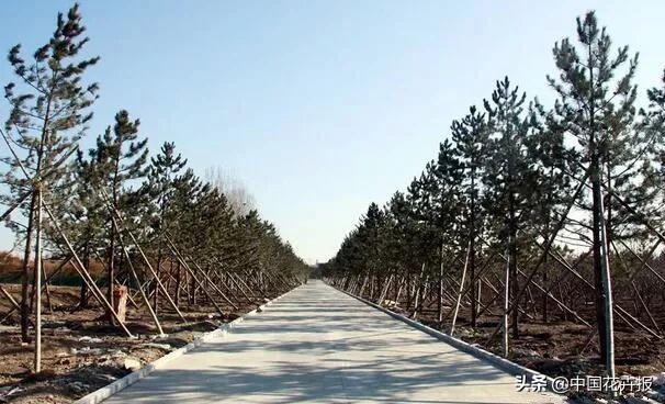 AUV~这样的树好惨！能没人管吗