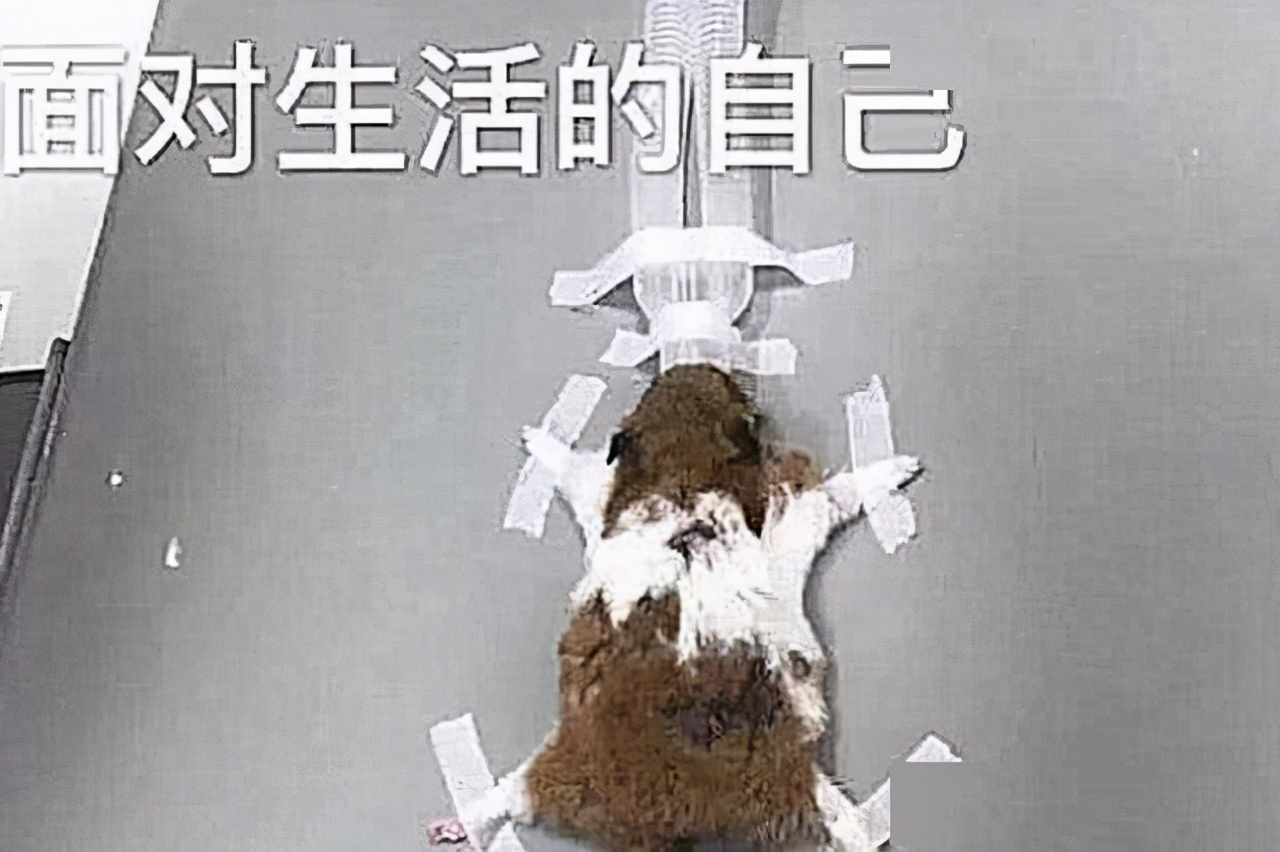 仓鼠不吃不喝，兽医要求去拍核磁共振，收到账单后却不想说话了