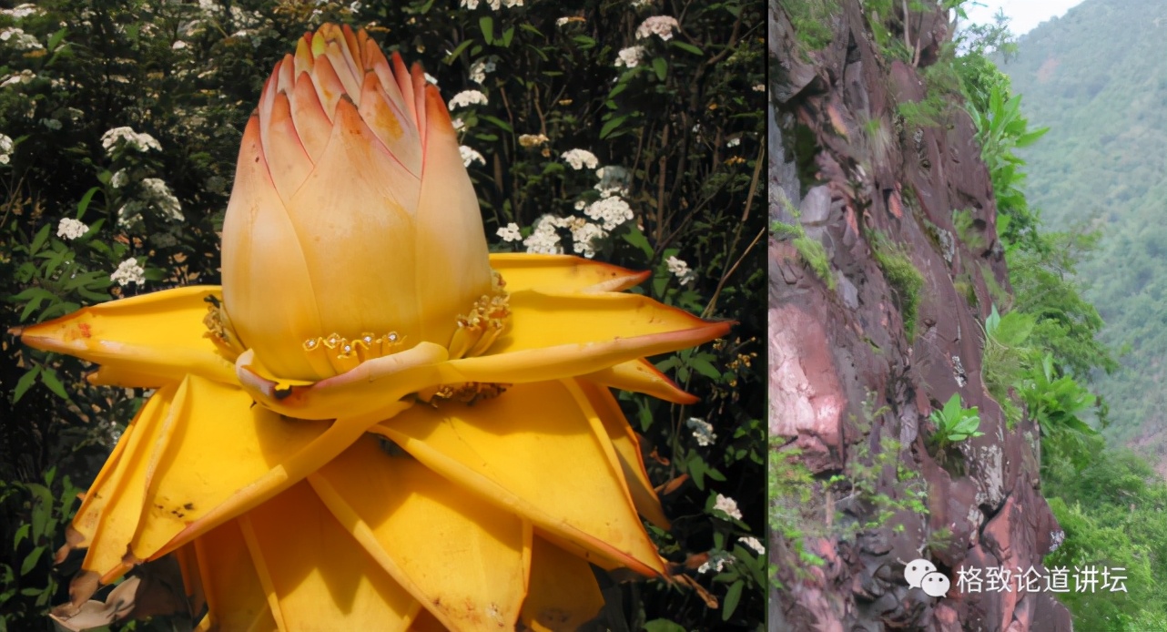 为什么长毛的火腿还能吃,长毛的火腿肠吃了会怎样