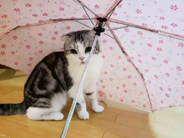 如何封印一只猫,怎么一招封印猫