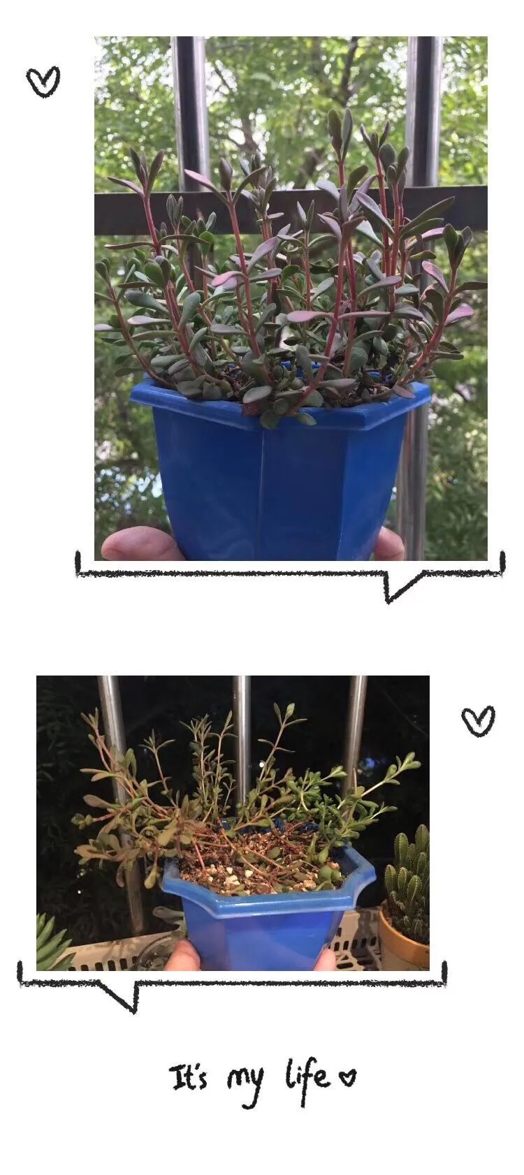 一见倾心二见,一见倾心二见倾城三见定终身