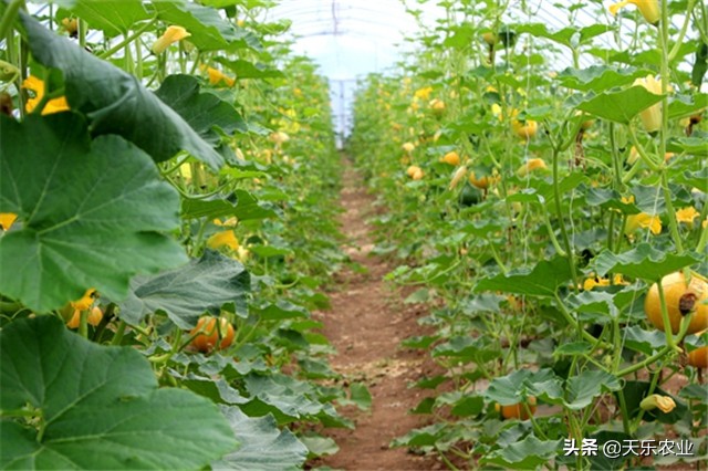 金丝瓜的种植方法和注意事项,金丝瓜种植时间和方法