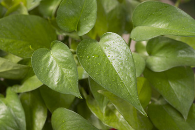 绿萝养殖小妙招能爆盆和爬满墙,绿萝的养殖方法和注意事项图片