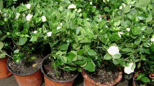 冬天也能扦插“栀子花”，用个塑料瓶就生根，来年花香满屋