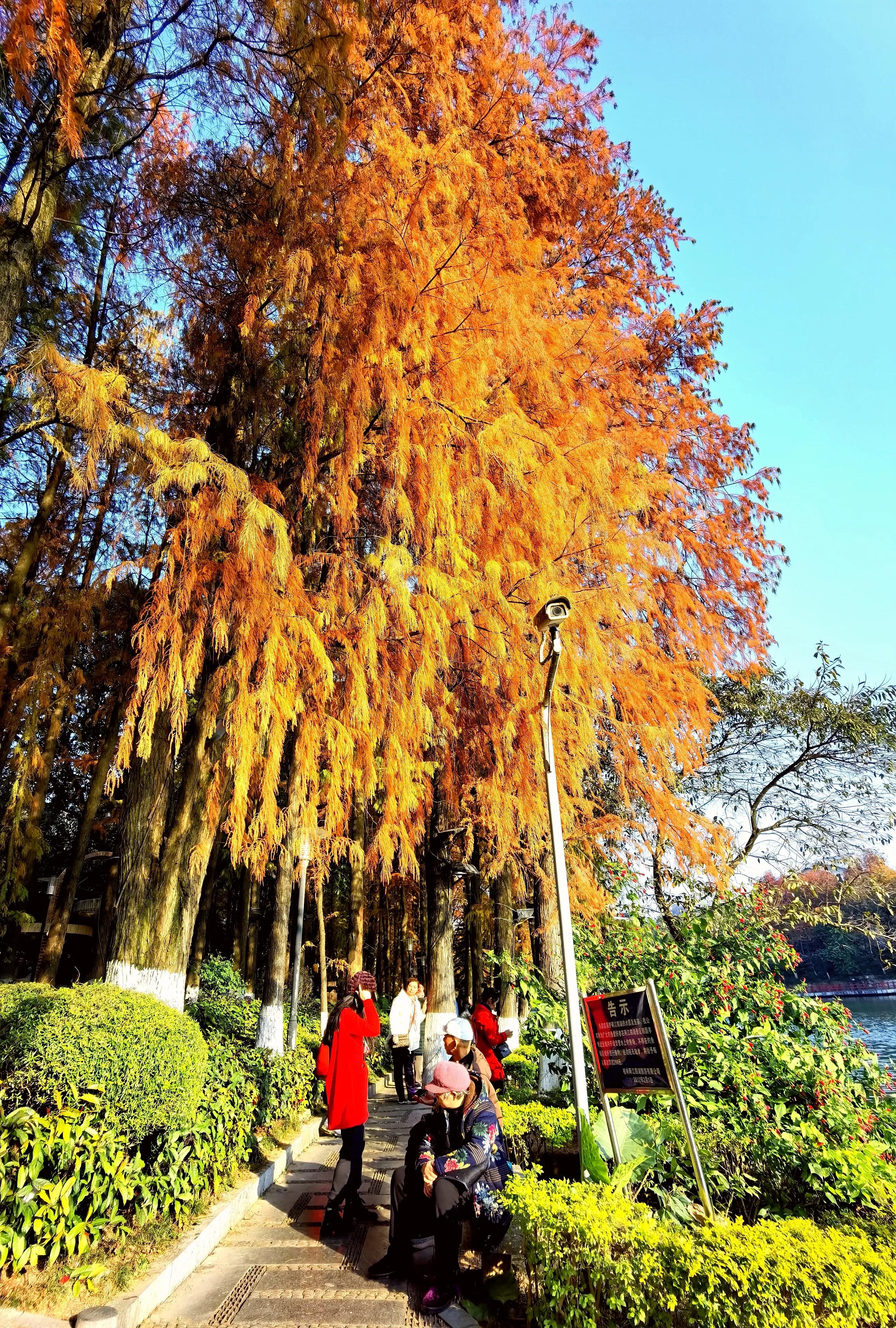 桂林：冬季到桂湖来看景