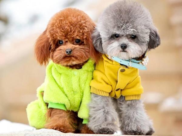 灰色贵宾犬为什么那么贵?网友直言:“水太深”了