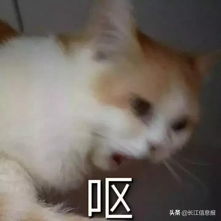 去香港买年货,去香港买的东西是假货吗