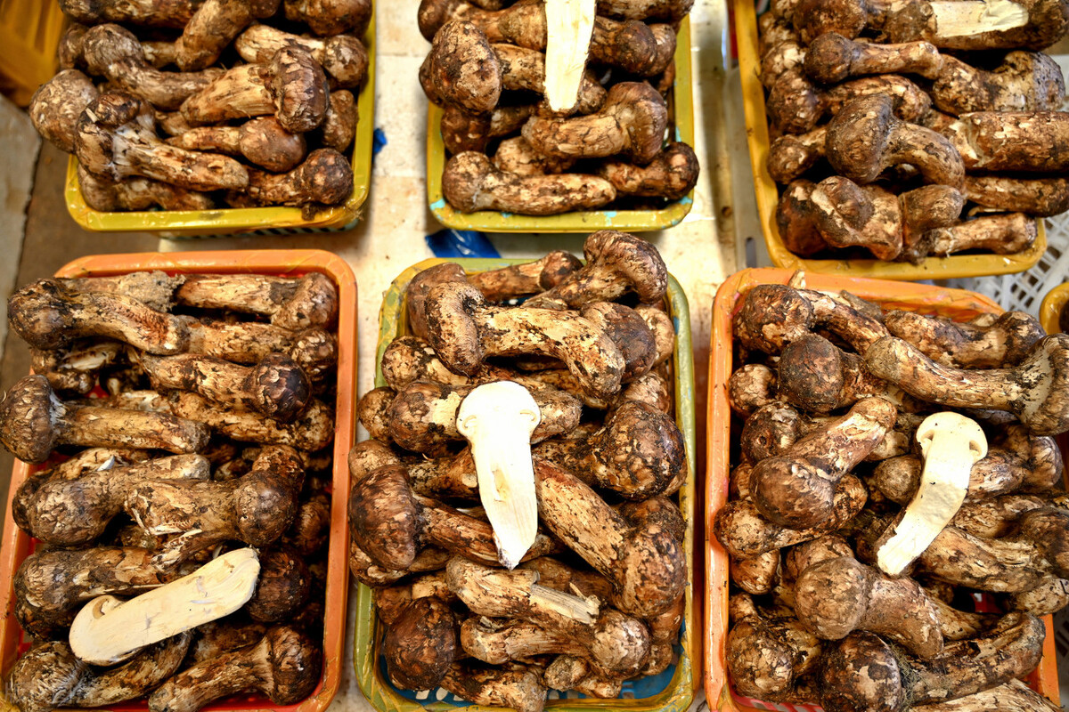 被称为菌中之冠的菌类是松茸,被誉为菌中之王的菌种叫什么名字