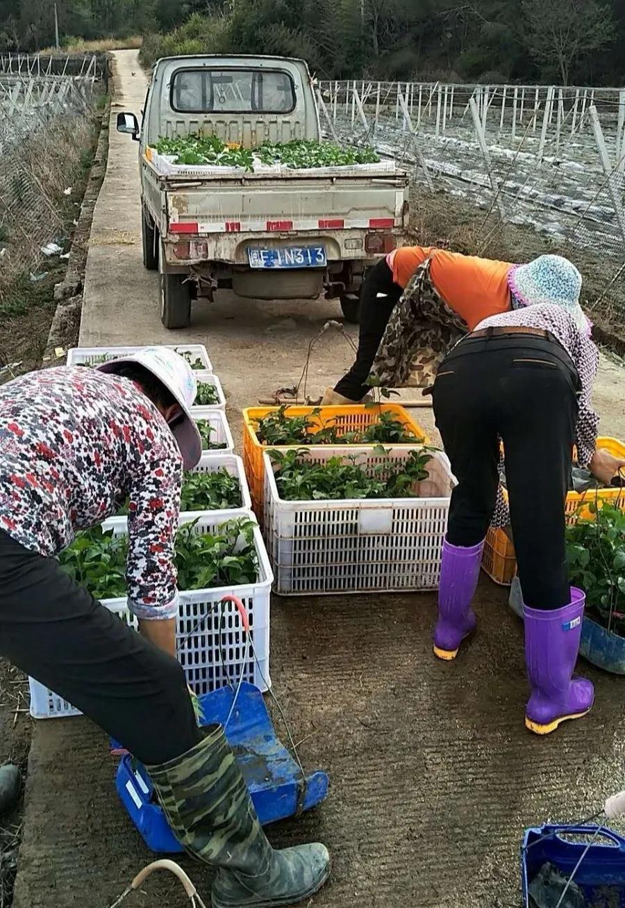 各地春耕备耕热潮,吹响春耕备耕集结号