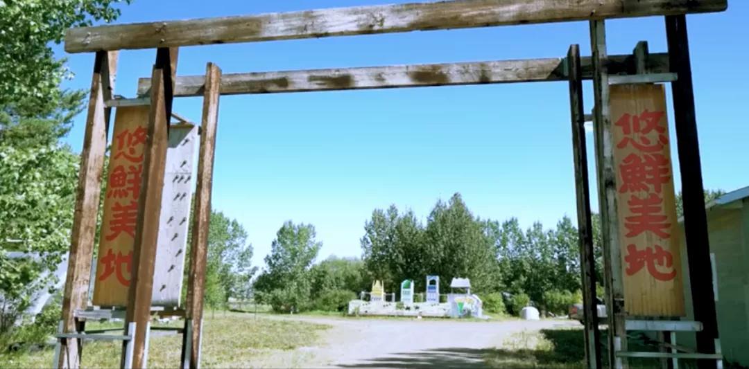 北大网红董菜菜,董菜菜最新视频