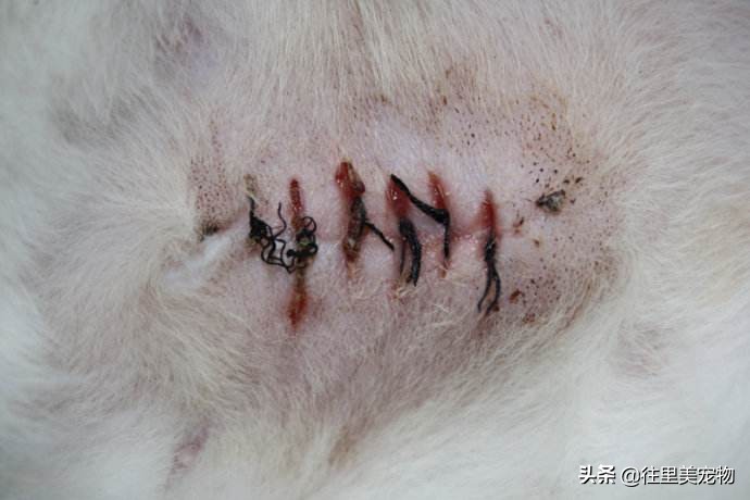 猫咪后腿软组织受伤多久能恢复,宠物狗病预防知识大全