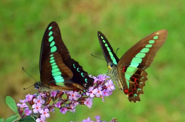 不服我就干大结局,李后主长相思