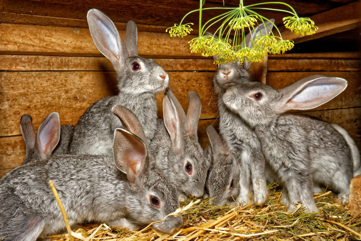 幼兔科学养兔攻略,养兔指南幼兔可吃蔬菜