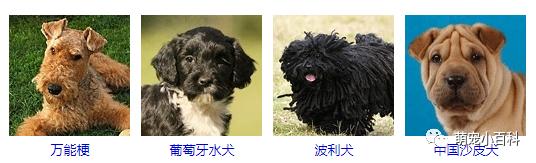 狗狗品种分类大全,狗狗品种鉴定