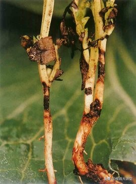 诺基尔:立枯病综合防治技术及治疗药剂大全,选对药很关键?