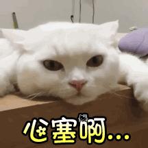 胖橘猫和黑猫,橘猫黑猫白猫哪个最可爱