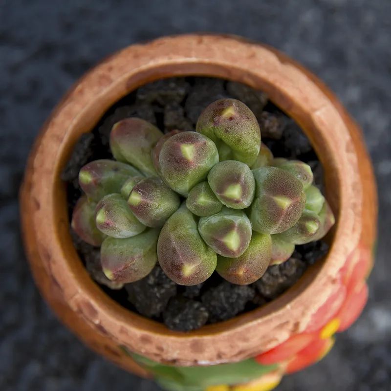 有暗纹的多肉有哪些,暗纹系多肉有哪些