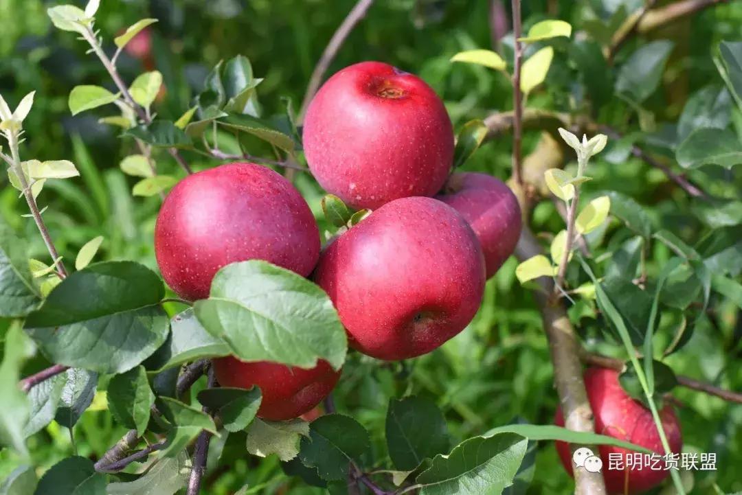 昆明采摘一日游,昆明采摘游