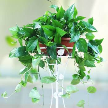 什么植物可以吸厨房的油烟容易活,厨房吸油烟小妙招