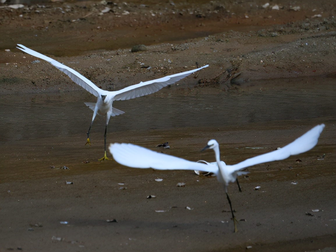 云南玉龙湖观鸟,临沧玉龙湖清晨的美景照片