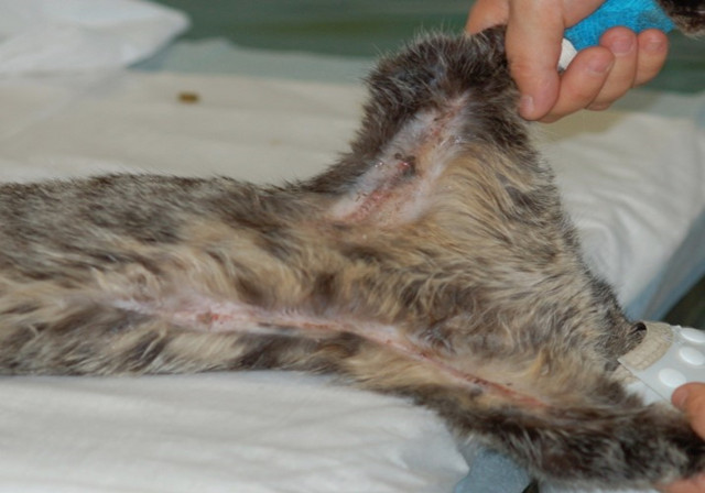 猫咪皮肤病怎么治除根,猫咪脱毛的原因及治疗方法