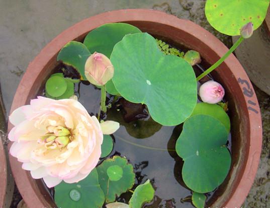 网上买的水培栀子花可以用土养吗,有哪些可以水培的花