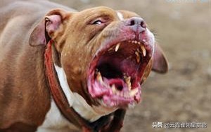 世界上最凶猛的狗美国比特犬,比特犬比狮虎豹更凶残