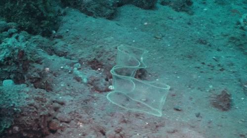 鳗鱼禁捕,鳗鱼繁殖之谜至今无法破解