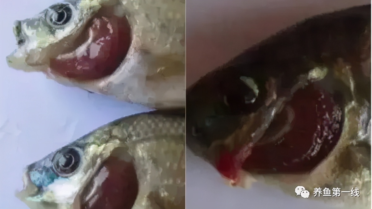 水产鱼鳃虫怎么治疗最好,鱼鳃霉病图片