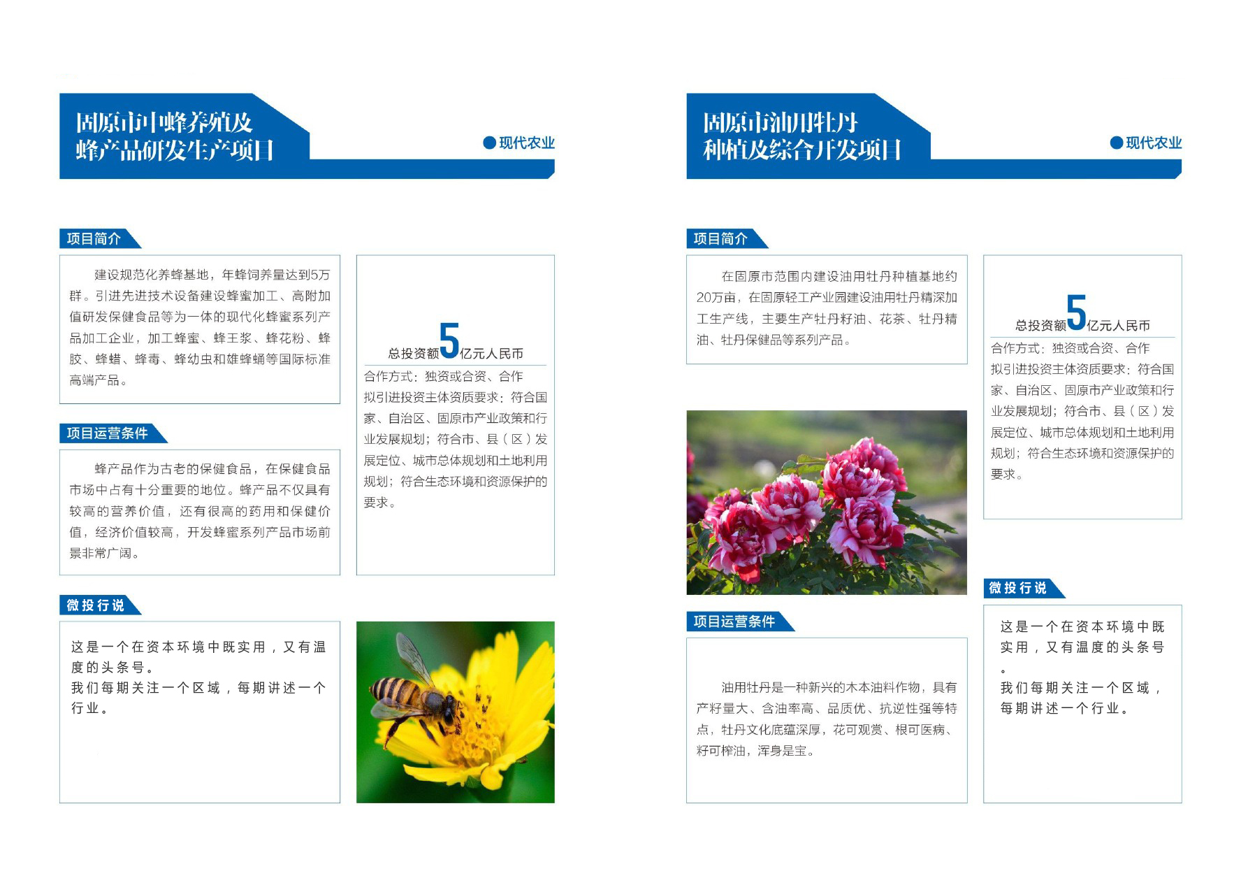 优选宁夏23个农业投资项目丨墨瑞鳕鱼、种子、巴士奶、牡丹、冷蔬