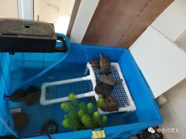 半泥半水的养龟环境视频,欧泽龟用什么环境养