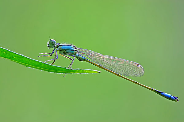 昆虫羽化是怎么认主的,昆虫都会羽化么