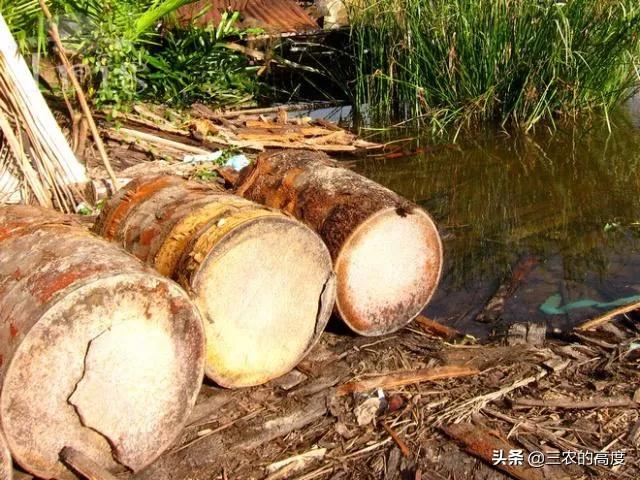 产米的是什么树,米树是什么植物