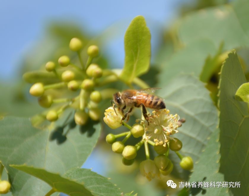 蜜蜂科普知识视频,椴树蜜蜂视频