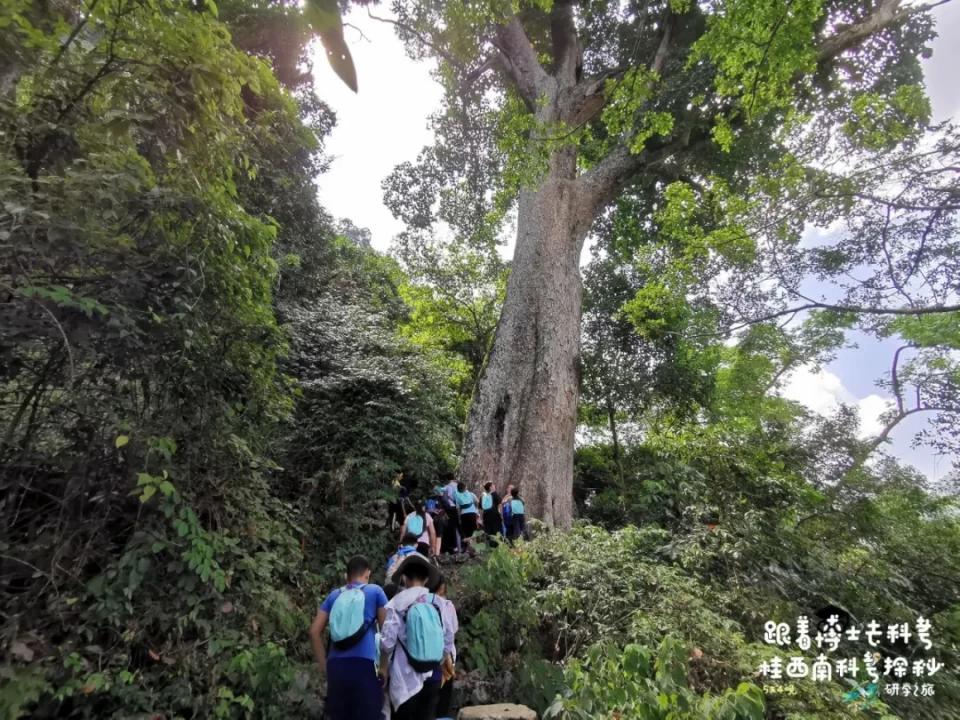 活了两千多年的“巨无霸”就在广西！昨天，他们相遇了