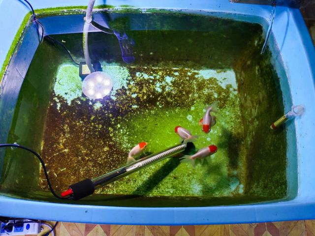 鱼缸里的腥味重是什么病因,鱼缸里的鱼腥