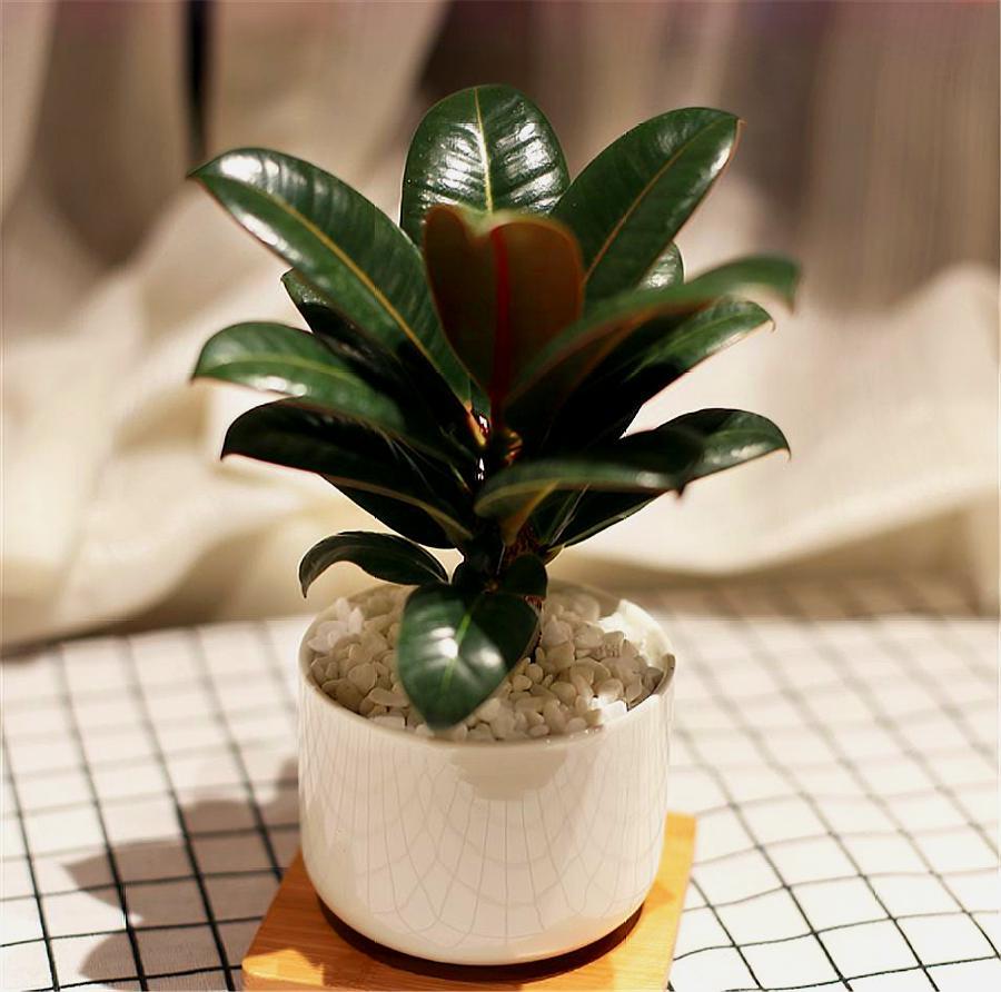 橡皮树怎样才能不长高叶子黑又亮,橡皮树侧芽怎么才能长出来