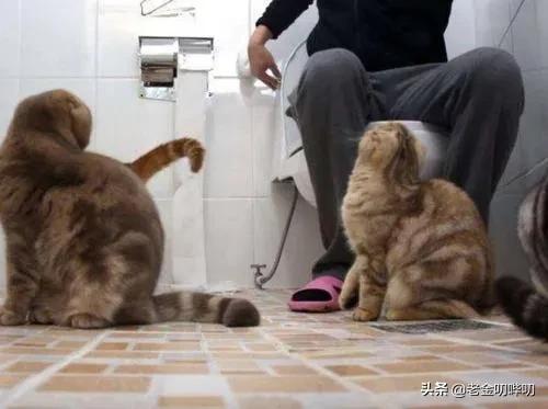 猫咪偷看我洗澡,猫为何喜欢偷看人洗澡