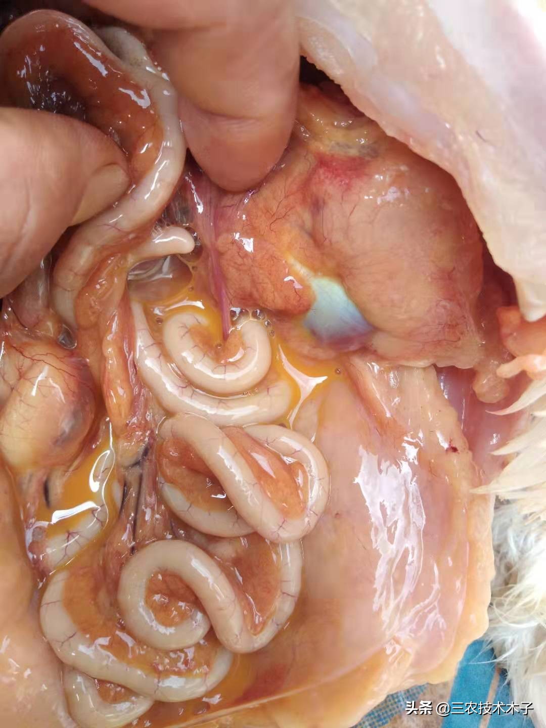 导致高产蛋鸡患卵黄性腹膜炎的三大因素，及防止措施