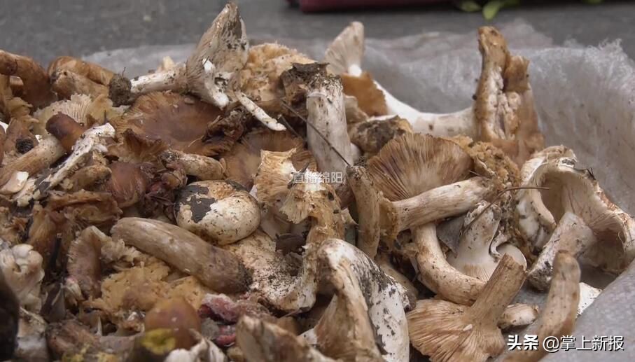 野生毒蘑菇销毁,野生蘑菇当地市场监管部门销毁