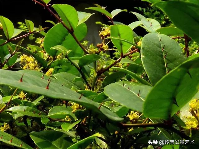 文人杂木盆景精品欣赏,可以做盆景的杂木图片大全