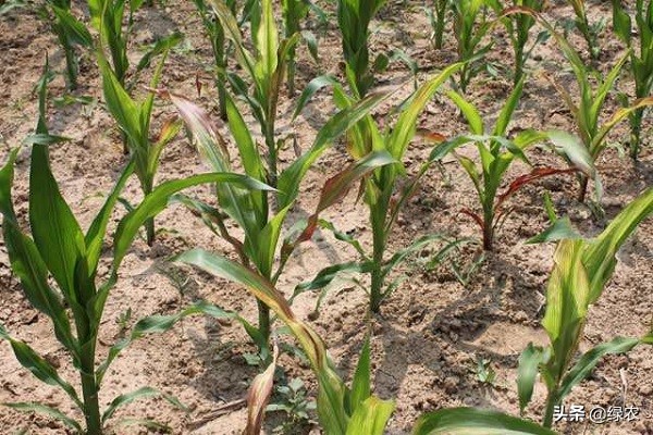 玉米红苗紫苗打什么药,玉米红苗紫苗怎么解决