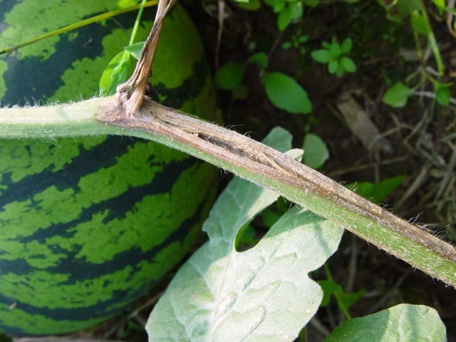 西瓜蔓枯病的防治方法,西瓜蔓枯病的最佳治疗方法