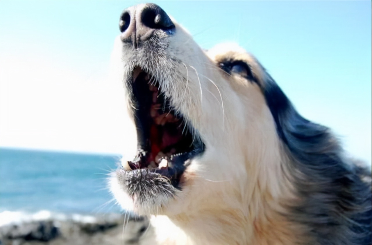 半夜狗突然对着空气大叫,狗突然对着一个地方吠叫