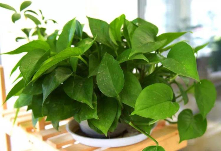 土培绿萝怎么转一部分水培,水培绿萝转为土培生根粉怎么用