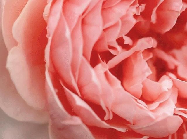 曾是电脑城销售，12年后坐拥60亩私家花园，137万网友跟她看春天